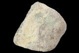 Hadrosaur Foot Bone - Alberta (Disposition #-) #100490-1